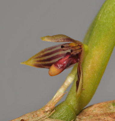 Bulbophyllum betchei aff. Close-up.