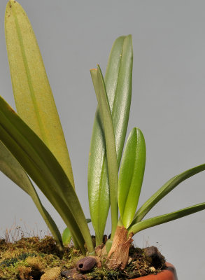Bulbophyllum ustusfortiter