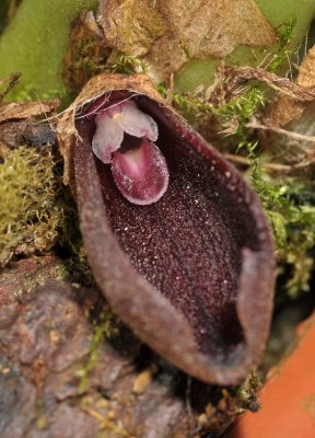 Bulbophyllum ustusfortiter. Close-up opened flower.