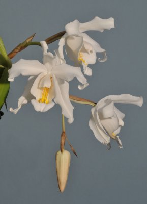 Coelogyne cristata