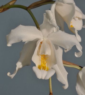 Coelogyne cristata. Close-up.