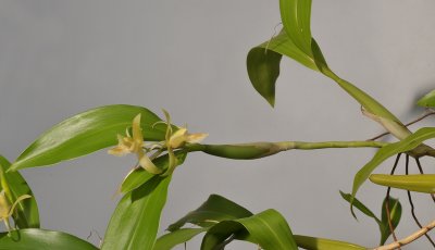 Coelogyne pallens