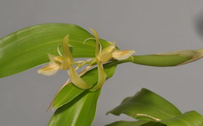 Coelogyne pallens. Closer.