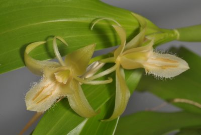 Coelogyne pallens. Close-up.