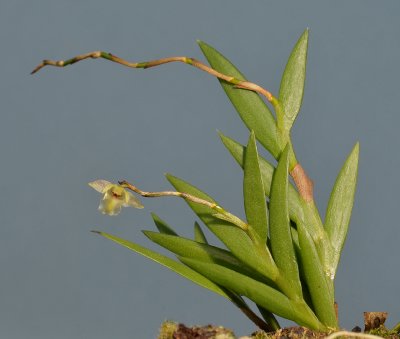 Dendrobium reginanivis
