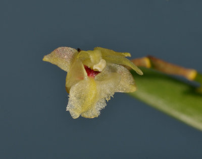 Dendrobium reginanivis. Close-up.