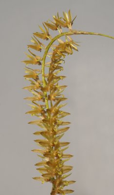 Dendrochilum sp.