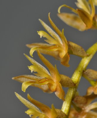 Dendrochilum sp. Close-up side.