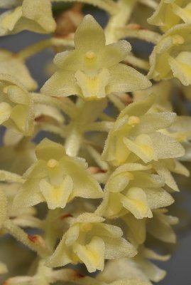 Eria sp. Close-up.