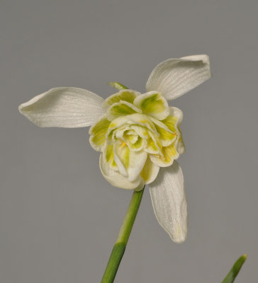 Galanthus nivalis 'Lady Elphinstone'. Close-up.