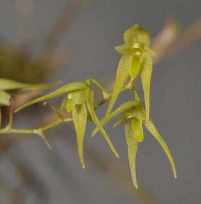 Trichosalpinx dirhampis. Close-up.