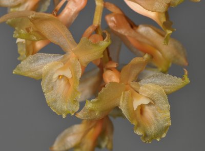 Bracisepalum densiflorum. Close-up.