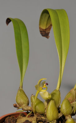 Bulbophyllum apertum