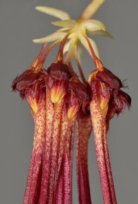 Bulbophyllum habrotinum. Close-up.