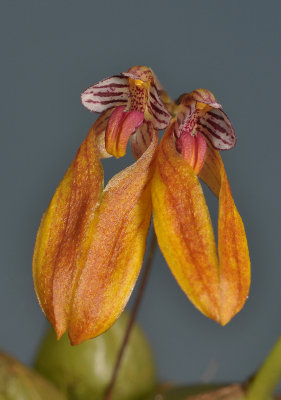 Bulbophyllum sp. Vietnam. Close-up.