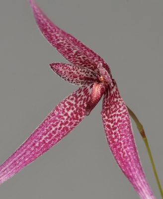 Bulbophyllum woelfliae. Close-up