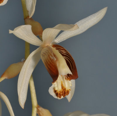 Coelogyne swaniana. Close-up.