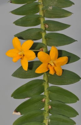 Dendrobium igneum