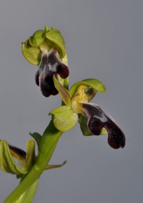 Ophrys fusca subsp. fusca