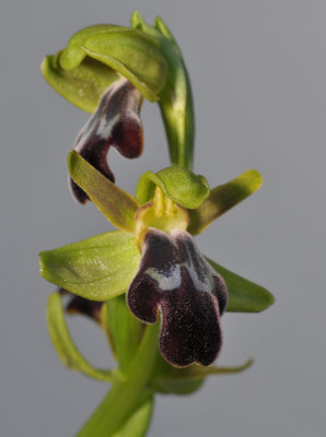 Ophrys fusca subsp. fusca. Closer.