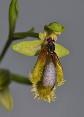 Ophrys speculum subsp. lusitanica