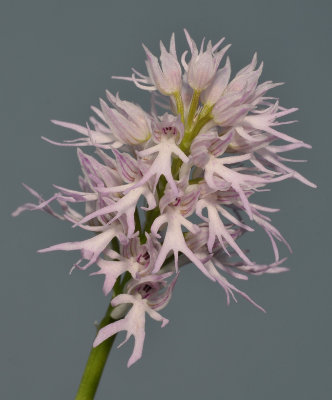 Orchis italica. Closer.