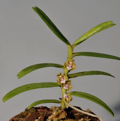 Trichoglottis geminata