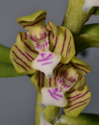 Trichoglottis geminata. Close-up.