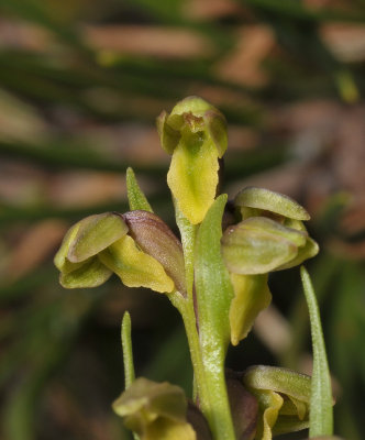 Chamorchis alpina. Close-up.