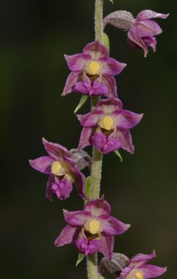 Epipactis atrorubens