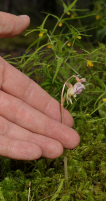 Epipogium aphyllum with hand.