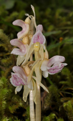 Epipogium aphyllum. Closer.