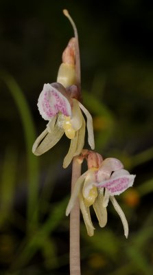 Epipogium aphyllum. Closer.