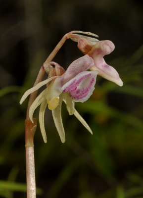 Epipogium aphyllum. Close-up.