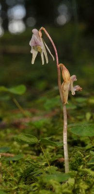 Epipogium aphyllum. Germany.