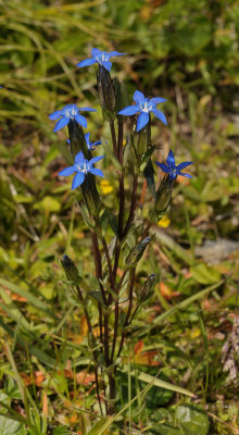 Gentiana nivalis