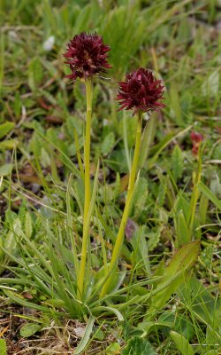 Gymnadenia rhellicani