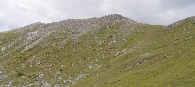 Habitat of Chamorchis alpina.