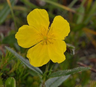 Helianthemum nummularium ssp. grandiflorum. Close-up.