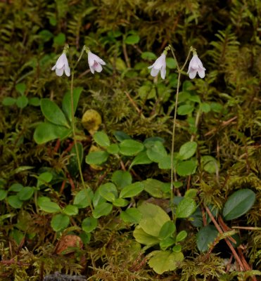 Linnaea borealis