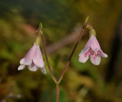 Linnaea borealis. Close-up