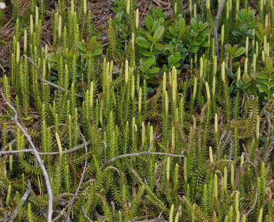 Lycopodium annotinum