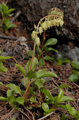 Orthilia secunda