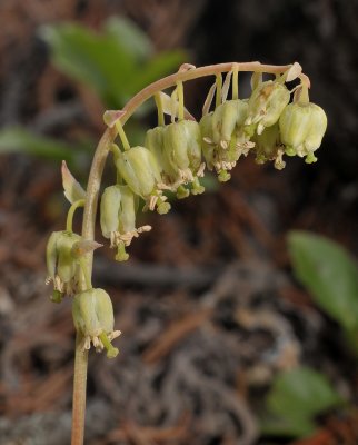 Orthilia secunda. Close-up