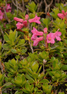 Rhododendron hirsutum