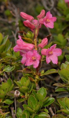 Rhododendron hirsutum