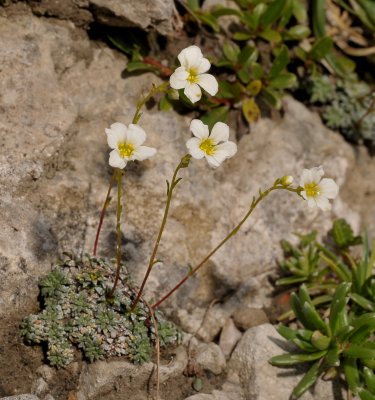 Saxifraga caesia