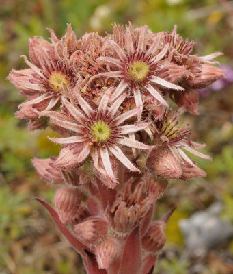 Sempervivum tectorum. Close-up