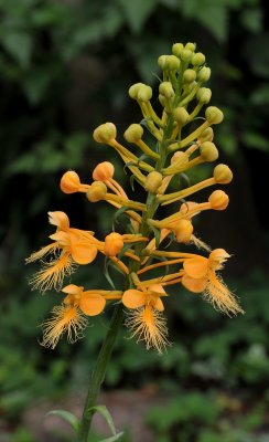 Platanthera ciliaris. Just opening its flowers.