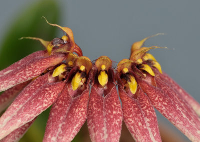 Bulbophyllum cercanthum. Close-up.